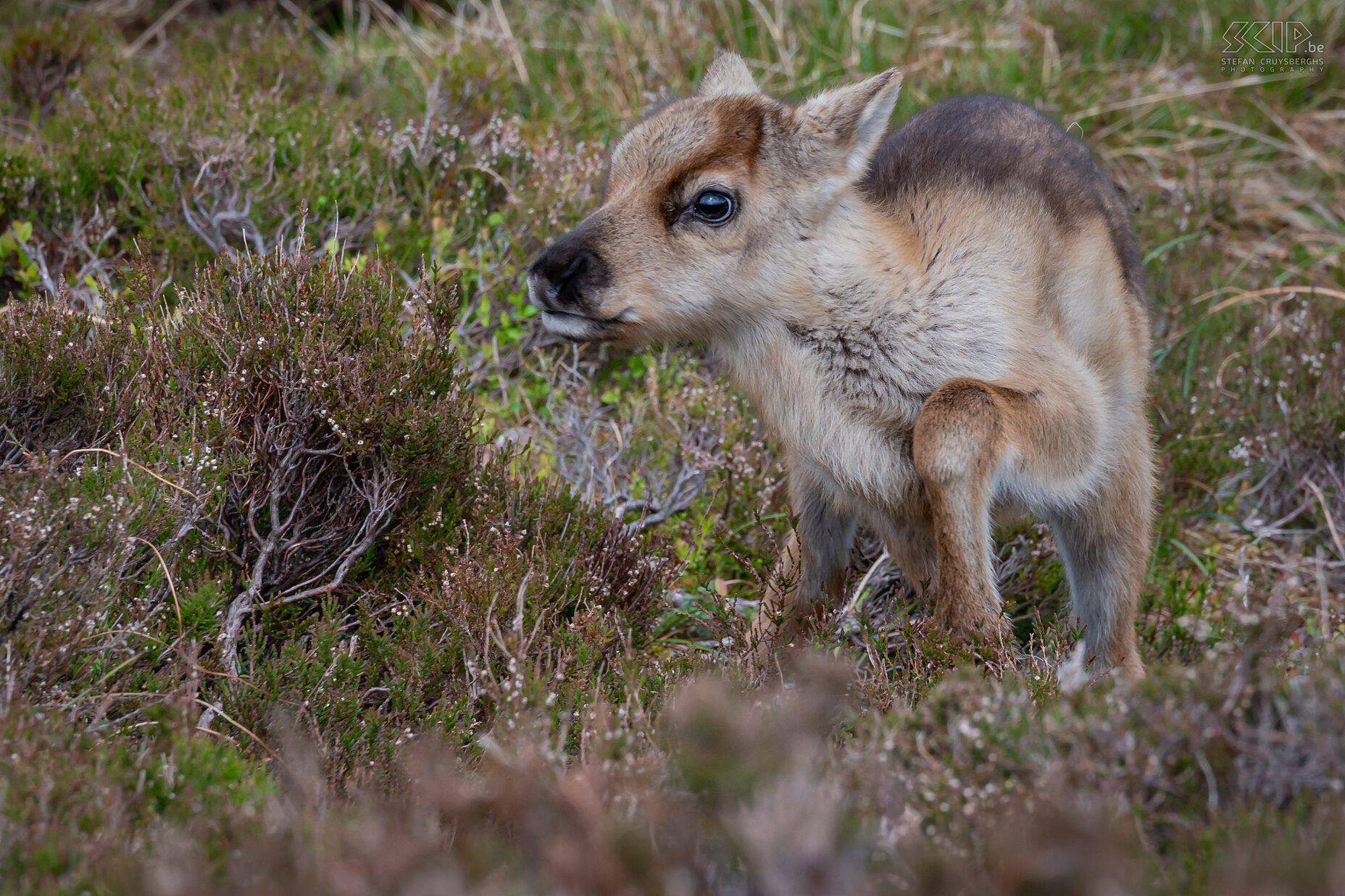 Cairngorms - Reindeer calf There is always some snow high up in the Cairngorms National Park. And their you can visit the semi-wild reindeer herd. These reindeer are important for grazing the many grasslands in the mountains. Wild British reindeer had not been found in the landscape for several hundred years. But in 1952 a center was established and reindeer were reintroduced. Today, around 150 reindeer live here, making a sustainable contribution to the landscape of the Scottish Highlands. Stefan Cruysberghs